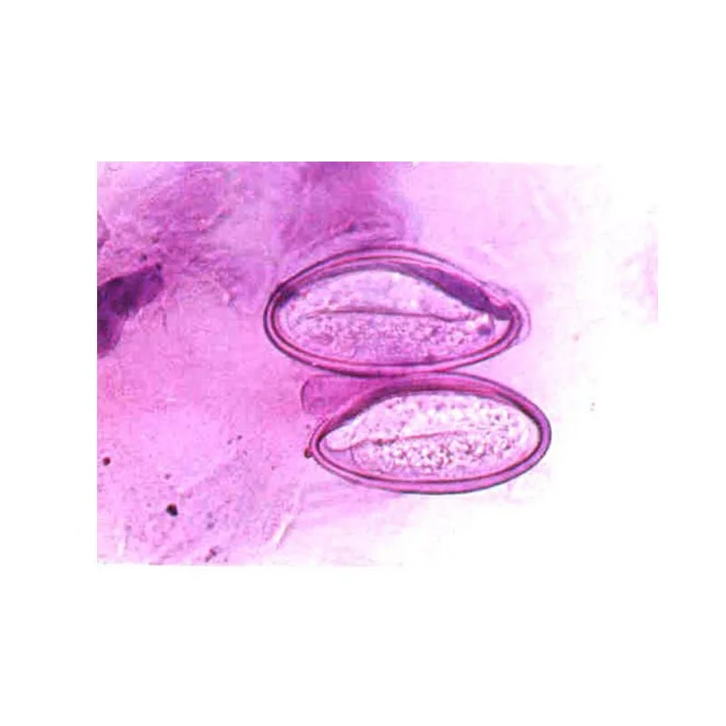 50PCS Medical Science Medical Parasitology Prepared Slides for School Microscope Prepared Slides
