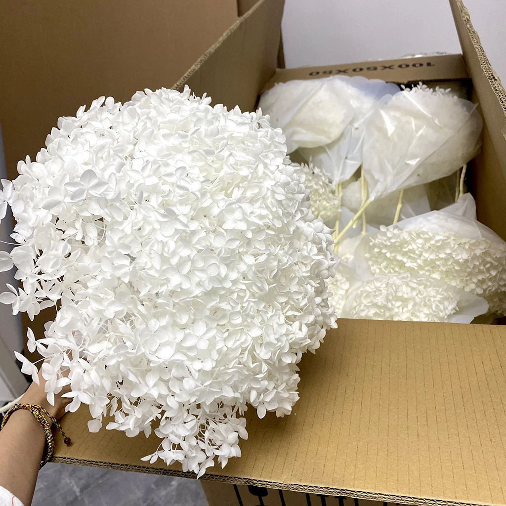 Wholesale Preserved Plants Dry Hydrangea Dried Flowers Big Cream Preserve Large Hydrangeas Flower Head Hydrangea