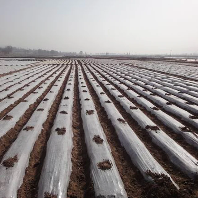 Eco Friendly Pbat PLA Biodegradable Mulch Mulching Film for Agriculture