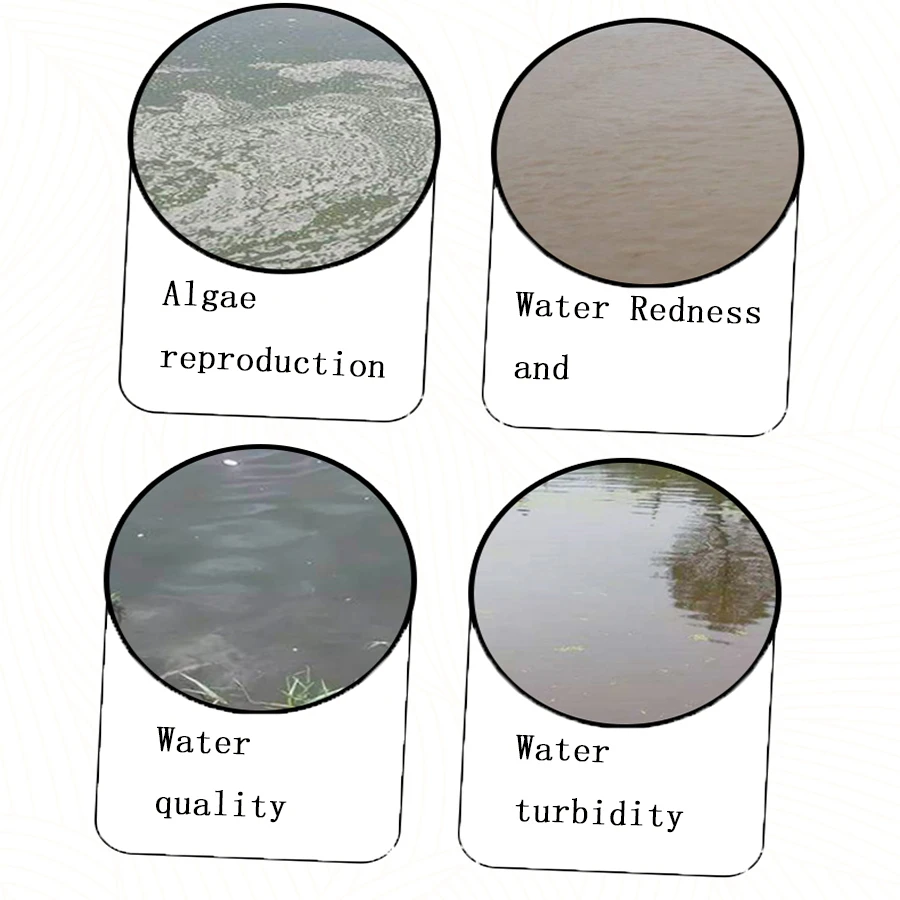 
Food Grade 50 Billion CFU/G Bacillus Coagulans probiotic powder feed additive 