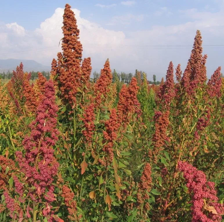 Factory supply superfood quinoa grain powder/quinoa bulk /quinoa seed powder