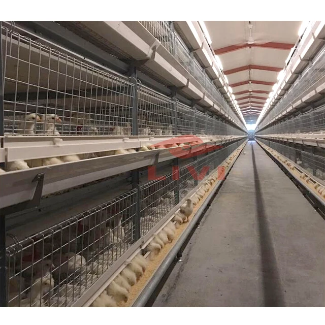 
Горячеоцинкованная аккумуляторная клетка для бройлеров, оборудование для кур, система для бройлеров, автоматическая распродажа 