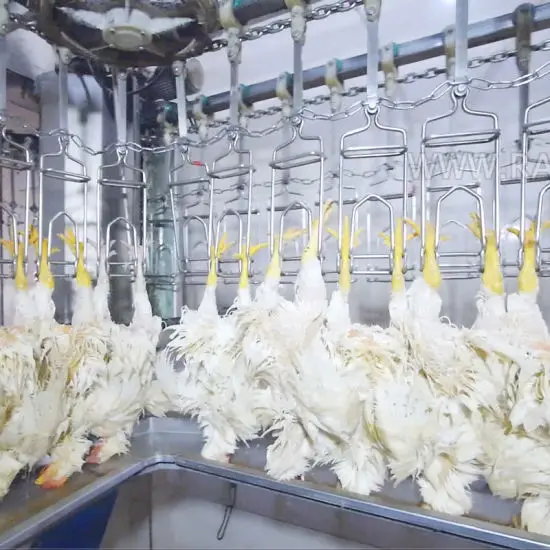  chicken slaughter and processing equipment for