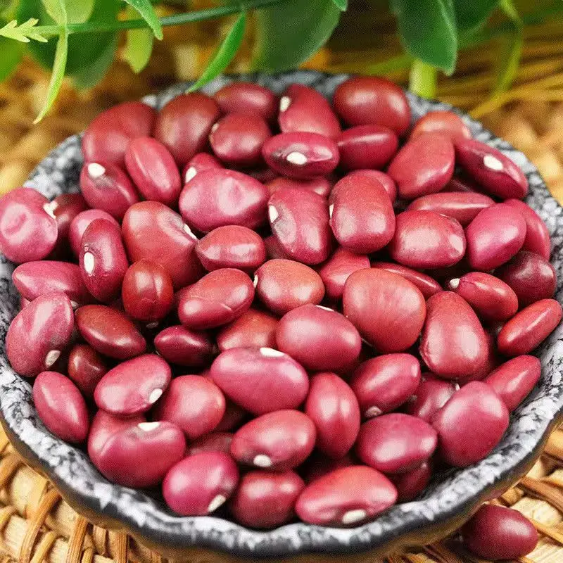 Dried Small Red Kidney Bean Good Quality Red Kidney Beans for Exporting