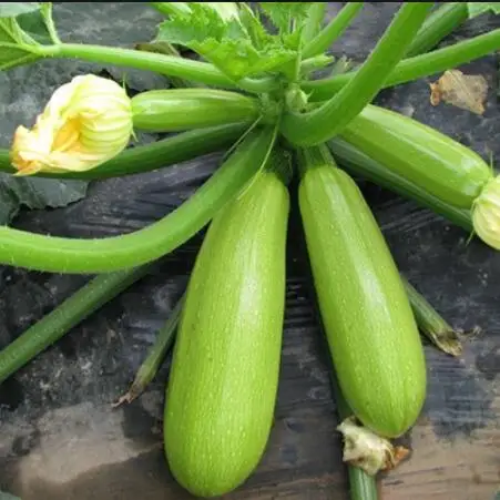 Bulby squash seeds light green early mature hybrid f1 summer squash seeds
