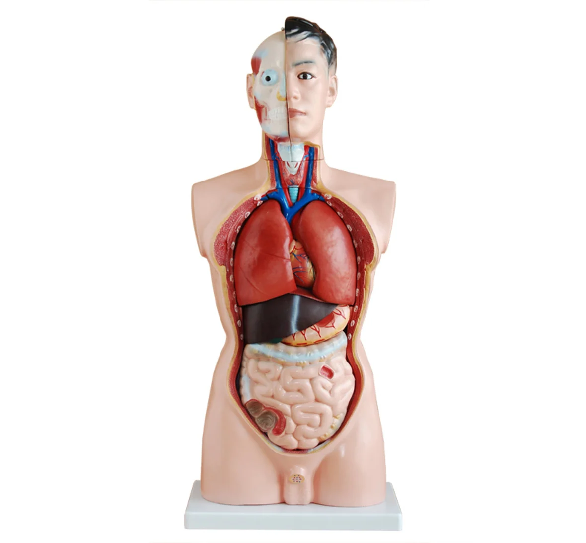 PVC Plastic Medical Science Teaching Torso Series 85CM Human Anatomical Male Torso Model With 19 Parts For School Training