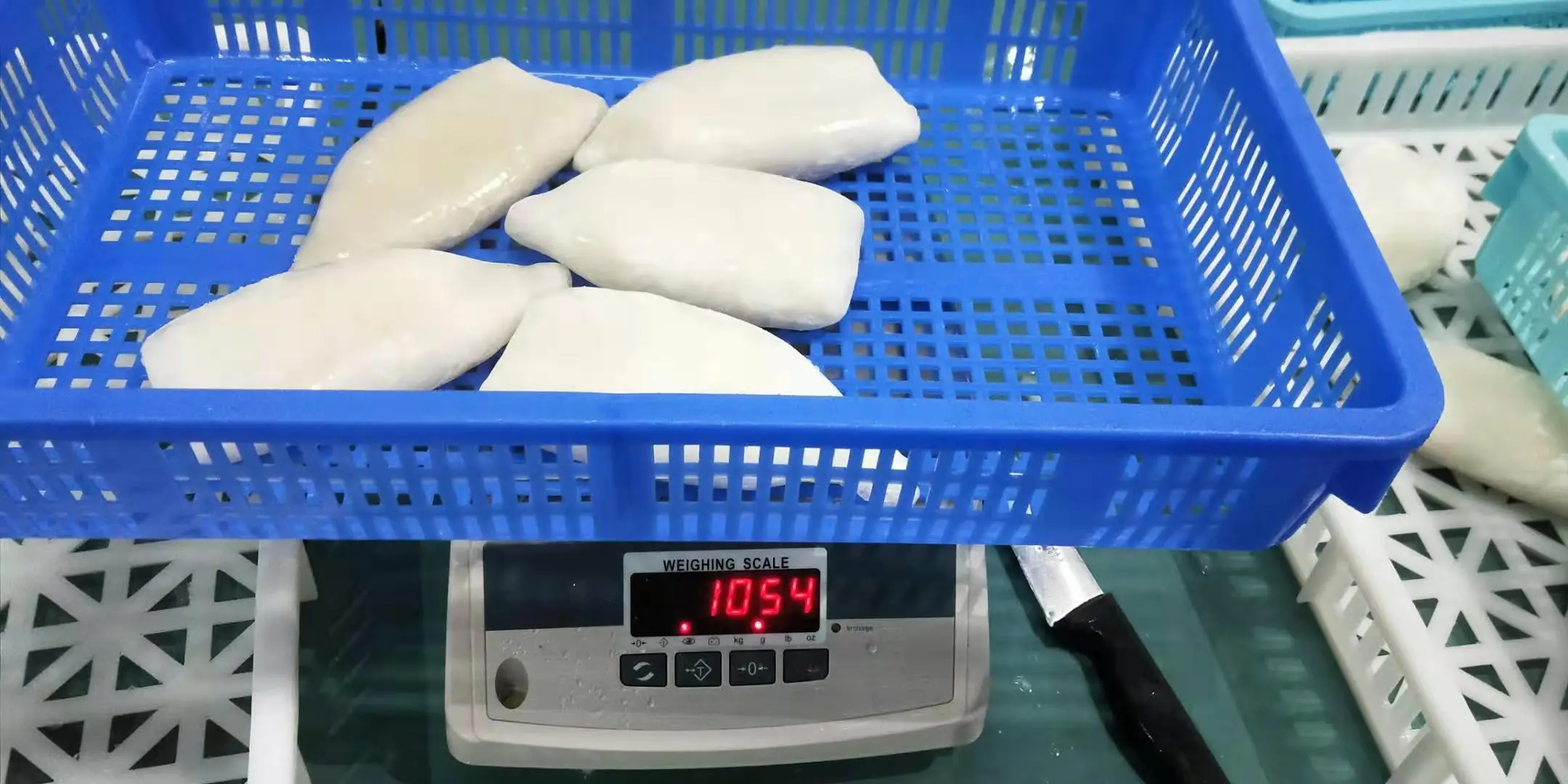 Frozen Squid Tube  U5 U7 U10