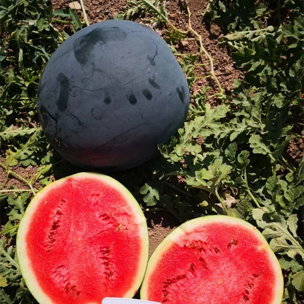 Лучшее качество, китайские гибридные F1Big черные круглые семена арбуза для посадки