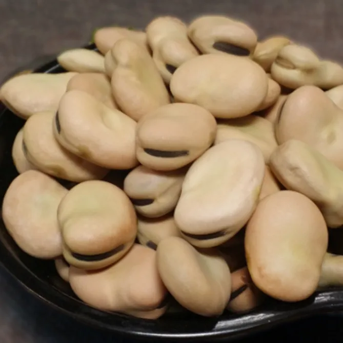 High Quality Broad Bean