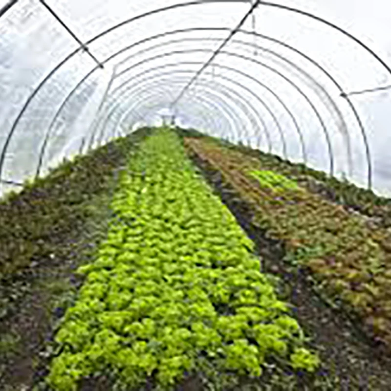 serre tomates multitraves commerciale tunnel / serre agricole prix / serre polycarbonate