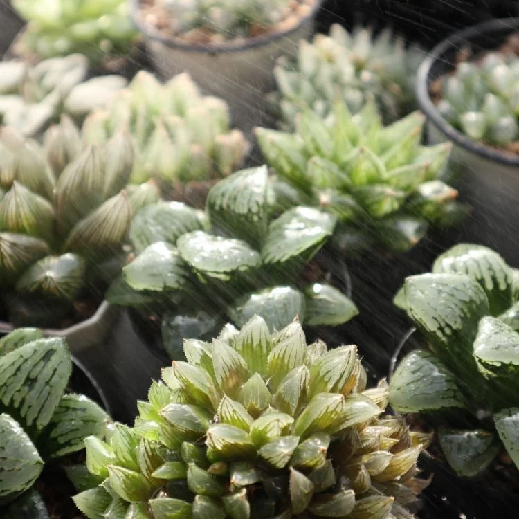 
succulents wholesale live natural indoor haworthia succulent plant 