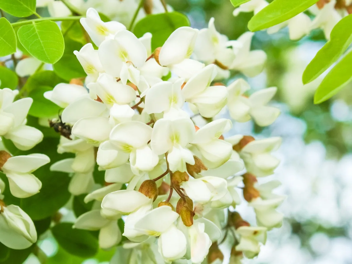 Лучшая цена и качество оптом Кверцетин дигидрат гранулированный 95% 98%