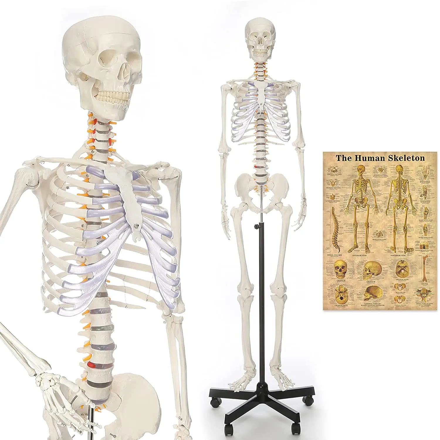 Human Skeleton Model Medical anatomy model human skeleton