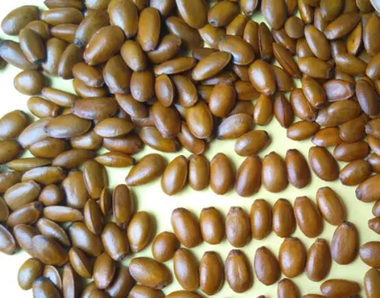 
Pure high germination Annona muricata Linn Graviola Seeds 
