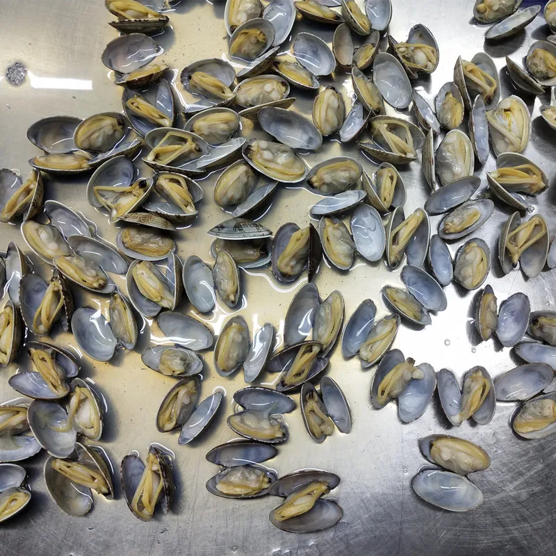 big size frozen cooked short necked clam with shell no sand plump body