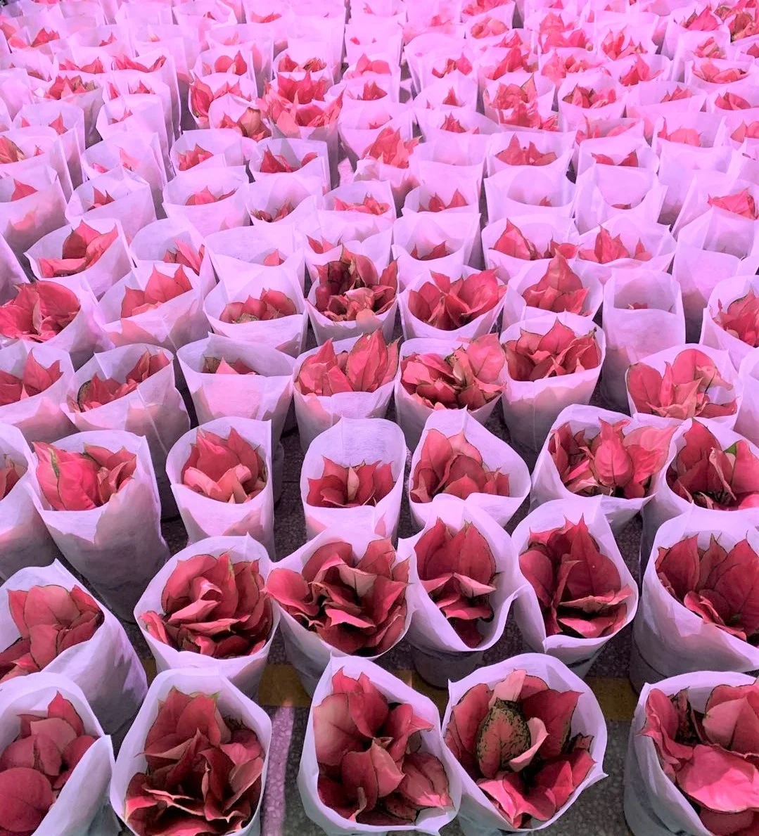 wholesale Aglaonema Auspicious red ornamental plant