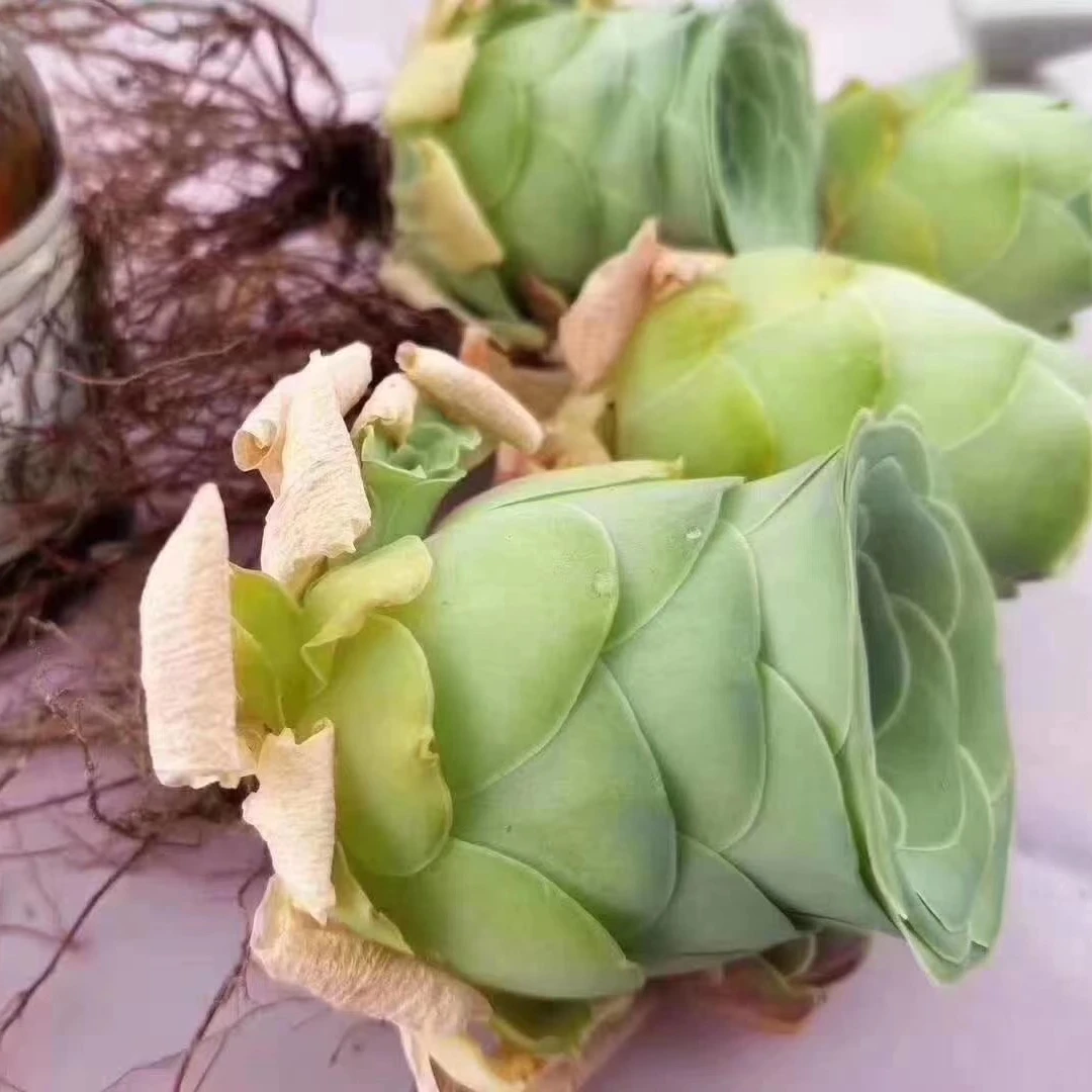 
Rose Succulent wholesale cactus wholesale natural plant succulent pot Korea Succulent Plants 