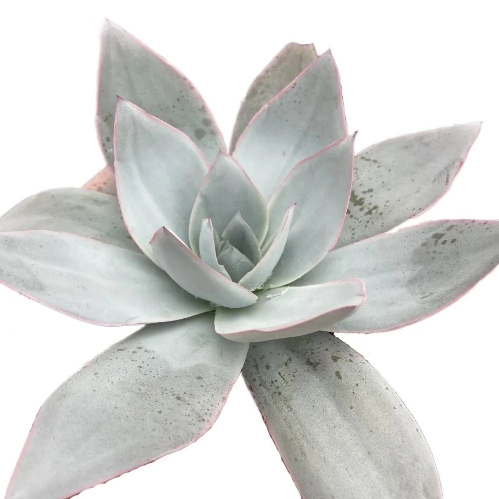 The Best About12cm Silvery White Living Plants Mini Small Live Real Succulents Plants Indoor for Indoor Outdoor Bonsai Plants