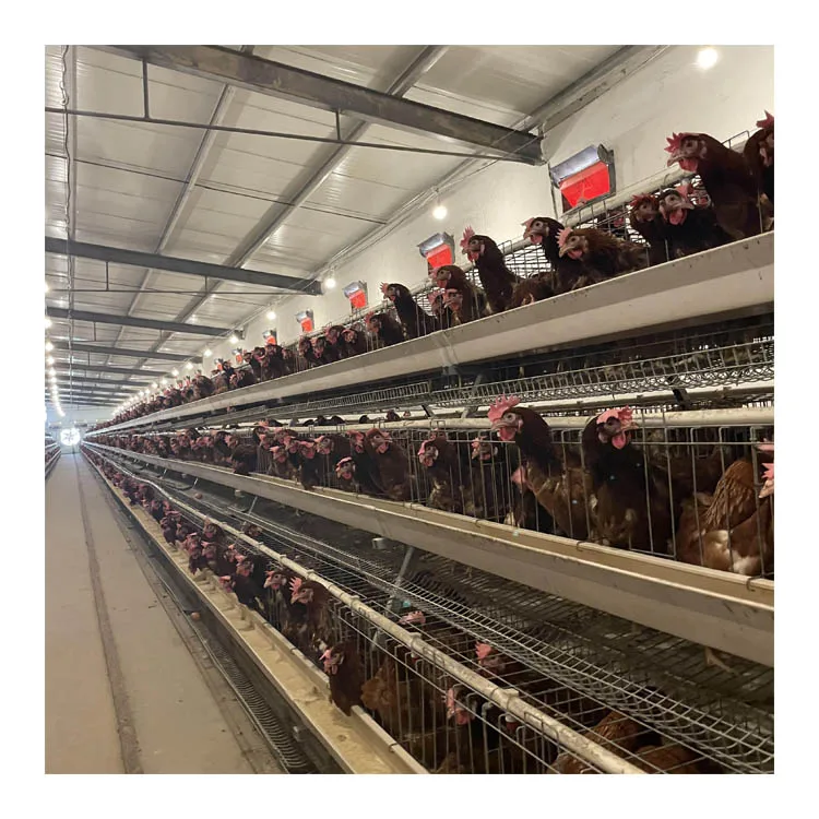 Poultry Farm Animal Cages Chicken Hens Breeding Laying Cage Equipment Egg Layer Automatic For Sales Battery Layer Chicken Cage