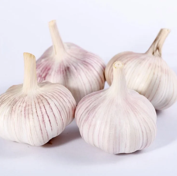 Wholesale Factory Price Garlic New Crop White Normal Shape Garlic Bulk Garlic Price