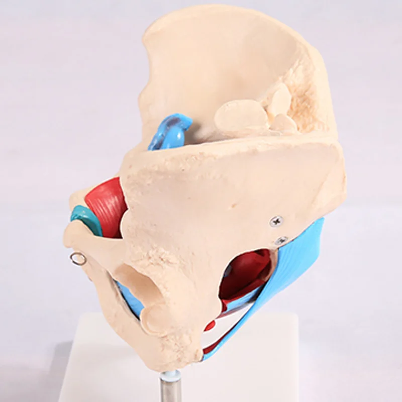 ADA-A1037 Female Pelvis Model with Pelvic Floor Muscle Anatomical PVC Skeleton Organ Model for Medical Science