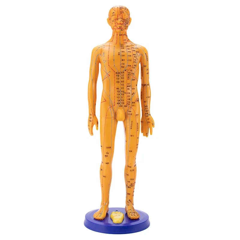 50cm Clear teaching model point male and female model human body model acupuncture figure Chinese PVC medicine lettering