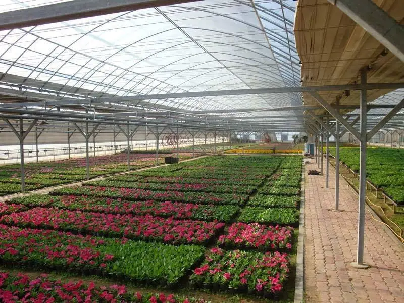 Low price Arches Tunnel Poly Film Green House for Agriculture Farming