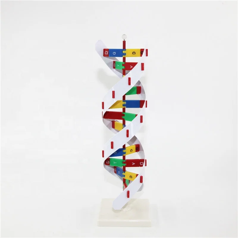 Advanced Plastic DNA model DNA structure model