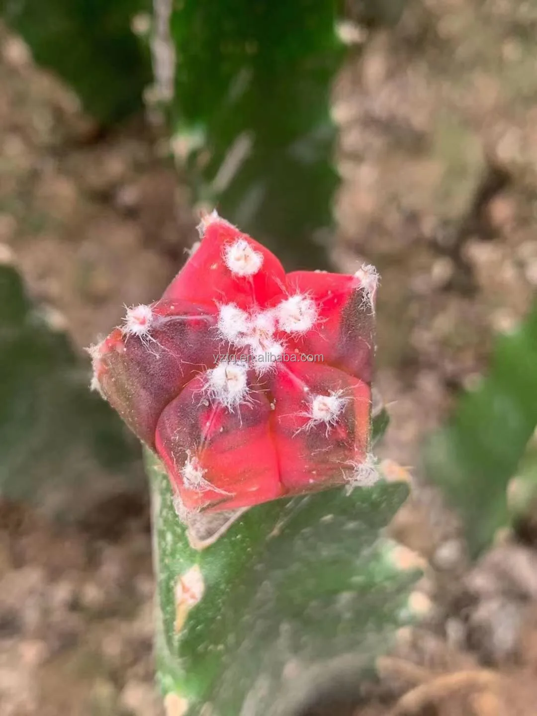 
Wholesale live cactus Mario Astrophytom Plants indoor cactus plants grafted tree cactus 