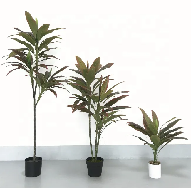 
Superior quality Dracaena Fragrans Indoor Plant 