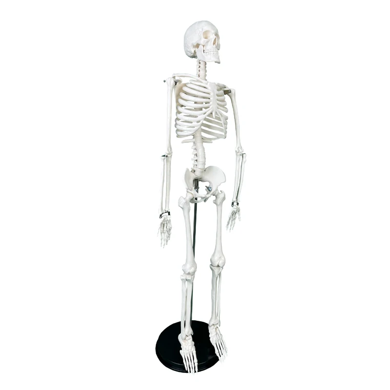 Medical Human skeleton Model