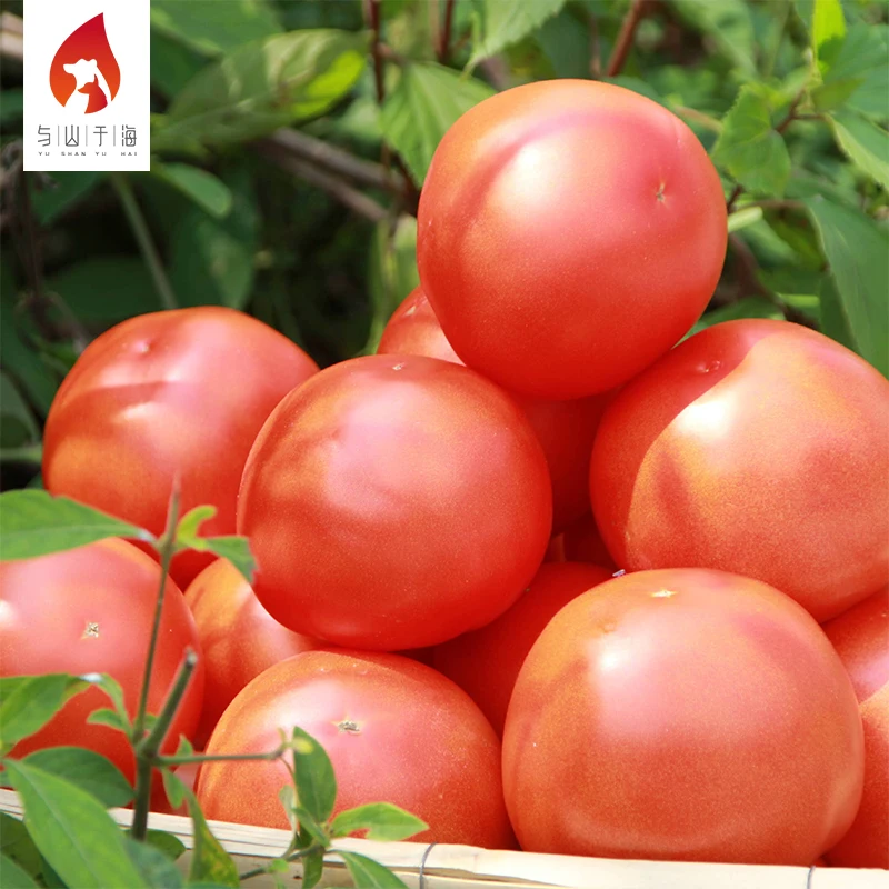 Farmhouse Careful Planting Shipping Fresh Tomatoes China Brand Names Fresh Tomato