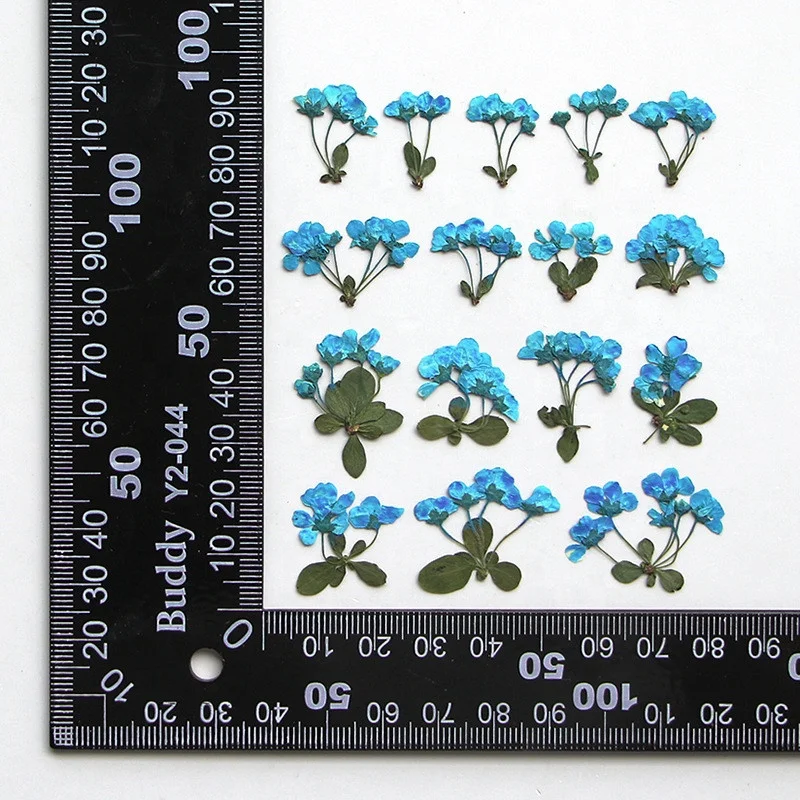 new product Diy Material dried dry giantfalsespiraea pressed False Spiraea flower for nails Bookmark Phone case photo frame