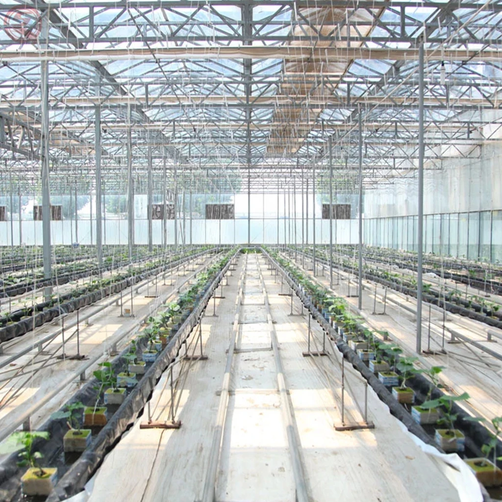 Hot Galvanized Steel Frame Agricultural Greenhouses Tunneling Irrigation System Mushroom Greenhouse