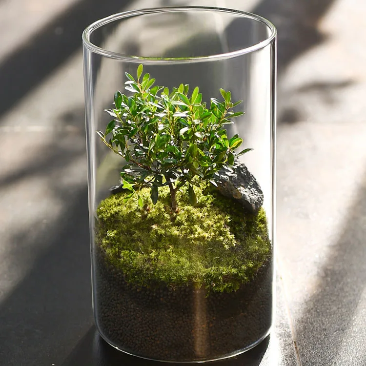 Wholesale New Arrival Home Office Garden Wedding Decoration Cylindrical Shape Glass Plant Vase Glass Terrarium Jar