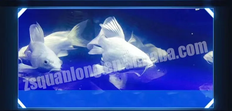 Quanlong T8 submersible led lamp aquarium tanning light for arowana