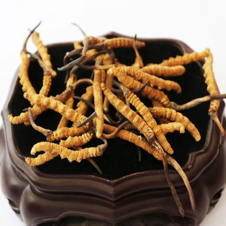 
Bulk sale Wild Natural tibet cordyceps Best yarsagumba 