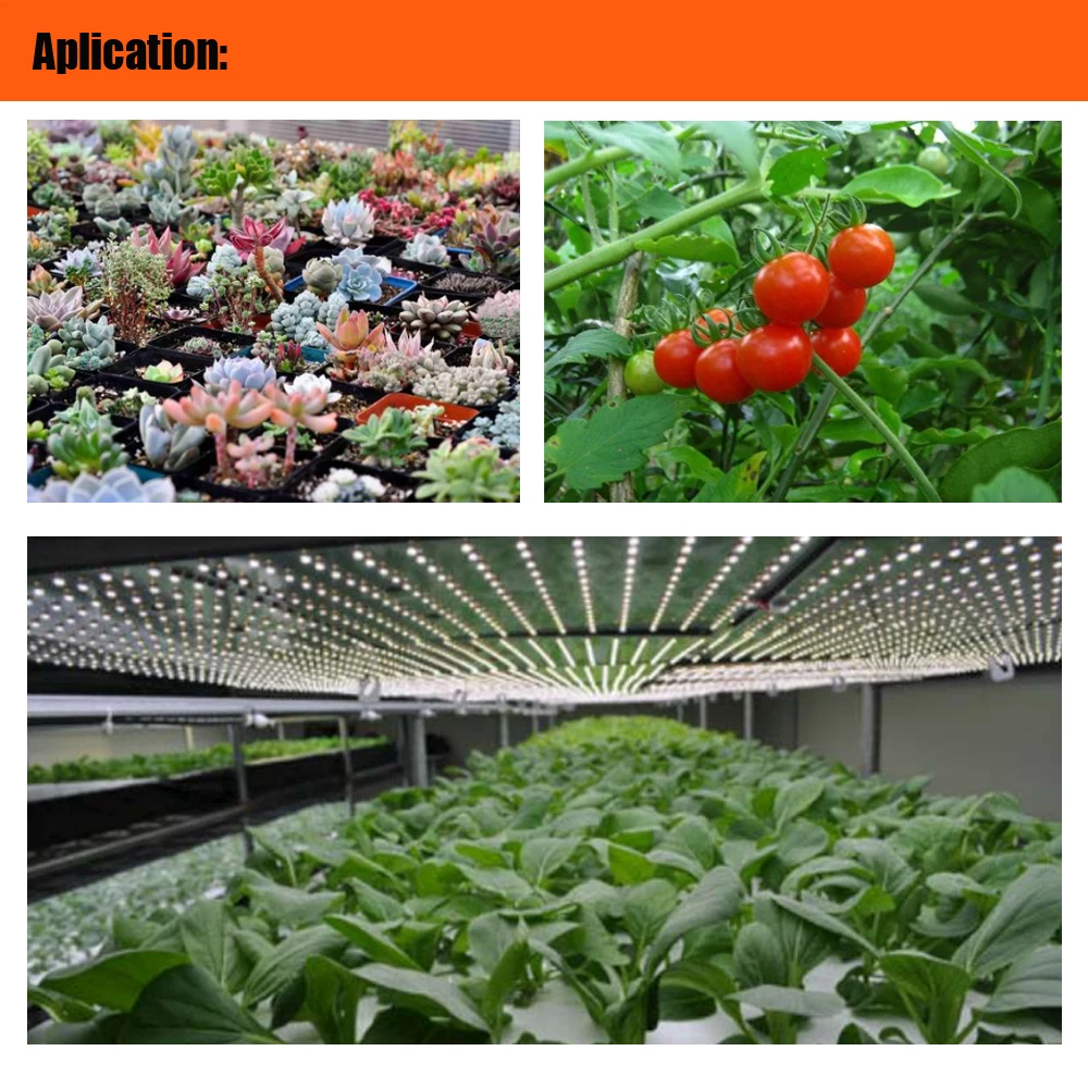 Full Spectrum LED Plant Grow Lights Greenhouse 100w LM301h LED Strip for Indoor Farm