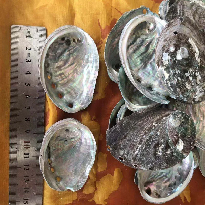 
8-9CM Hot Selling Raw Abalone Shell Natural shell DIY home decoration Handicraft decoration abalone shell 