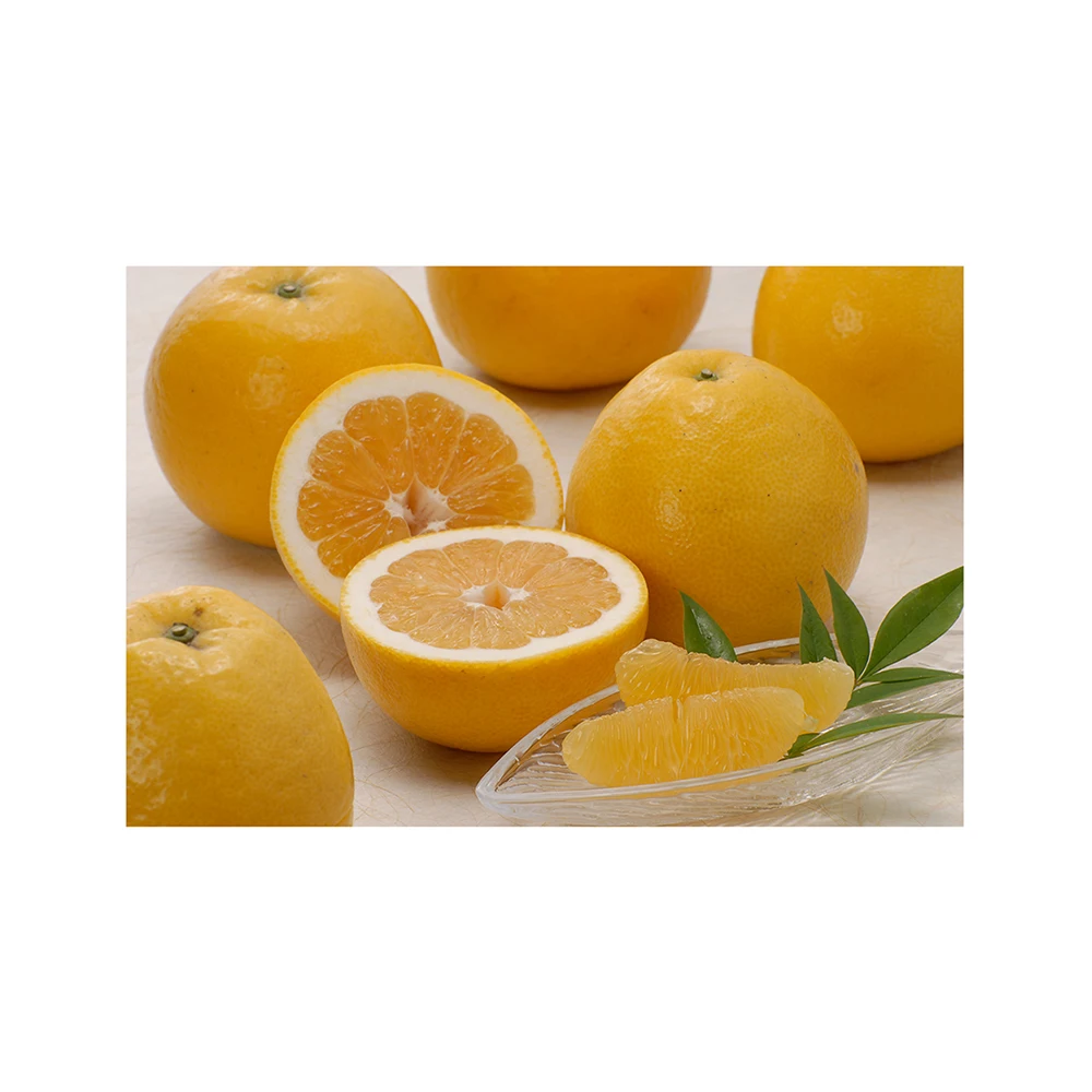 Japanese wholesale bulk fresh grapefruit for sale with good quality