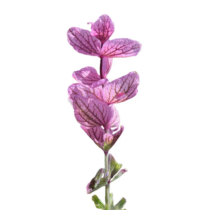 
Economical Mells Fragrant Pink Flower Seed Salvia Farinacea Seeds 