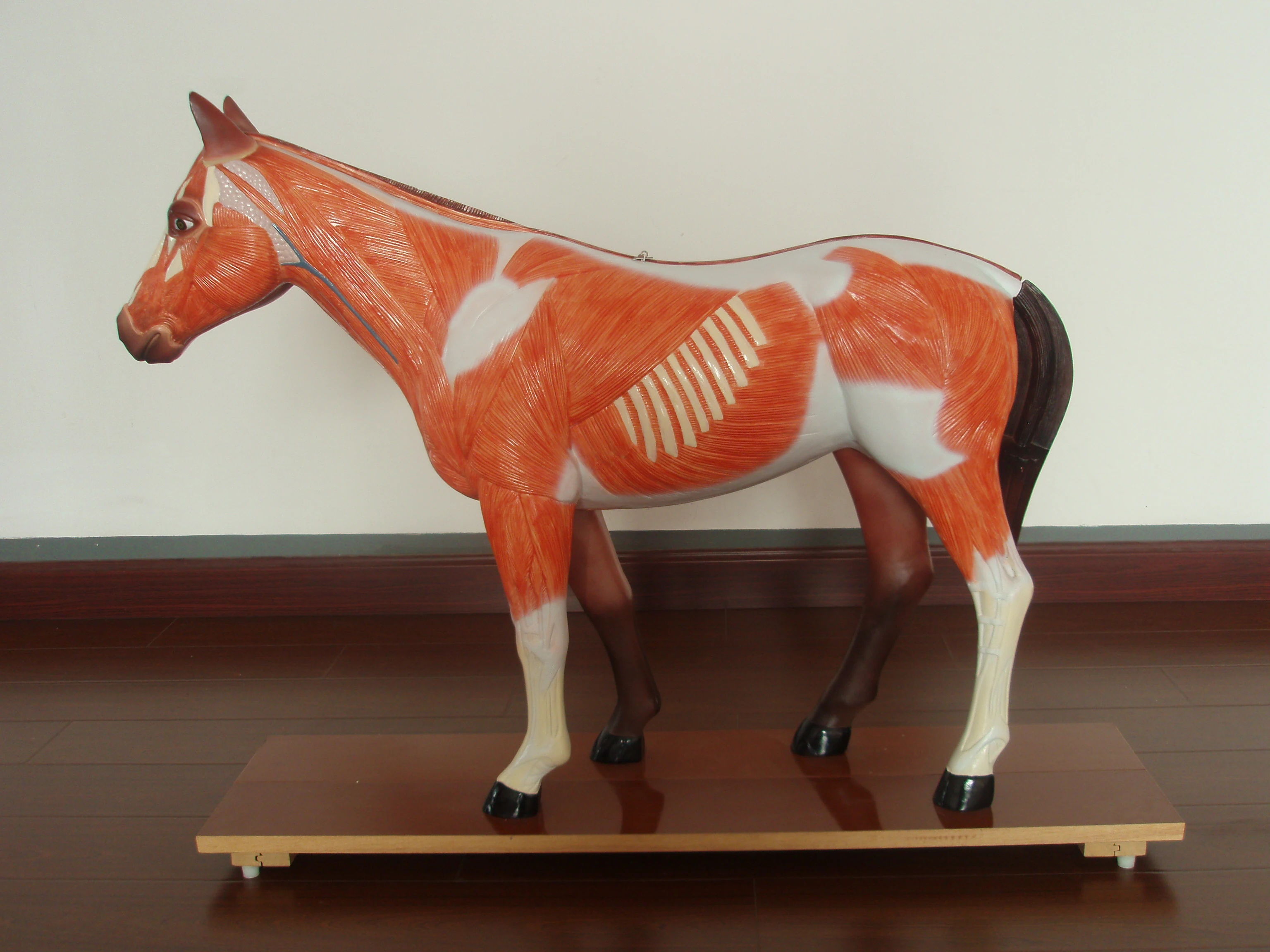 horse anatomical model anatomy models of animals