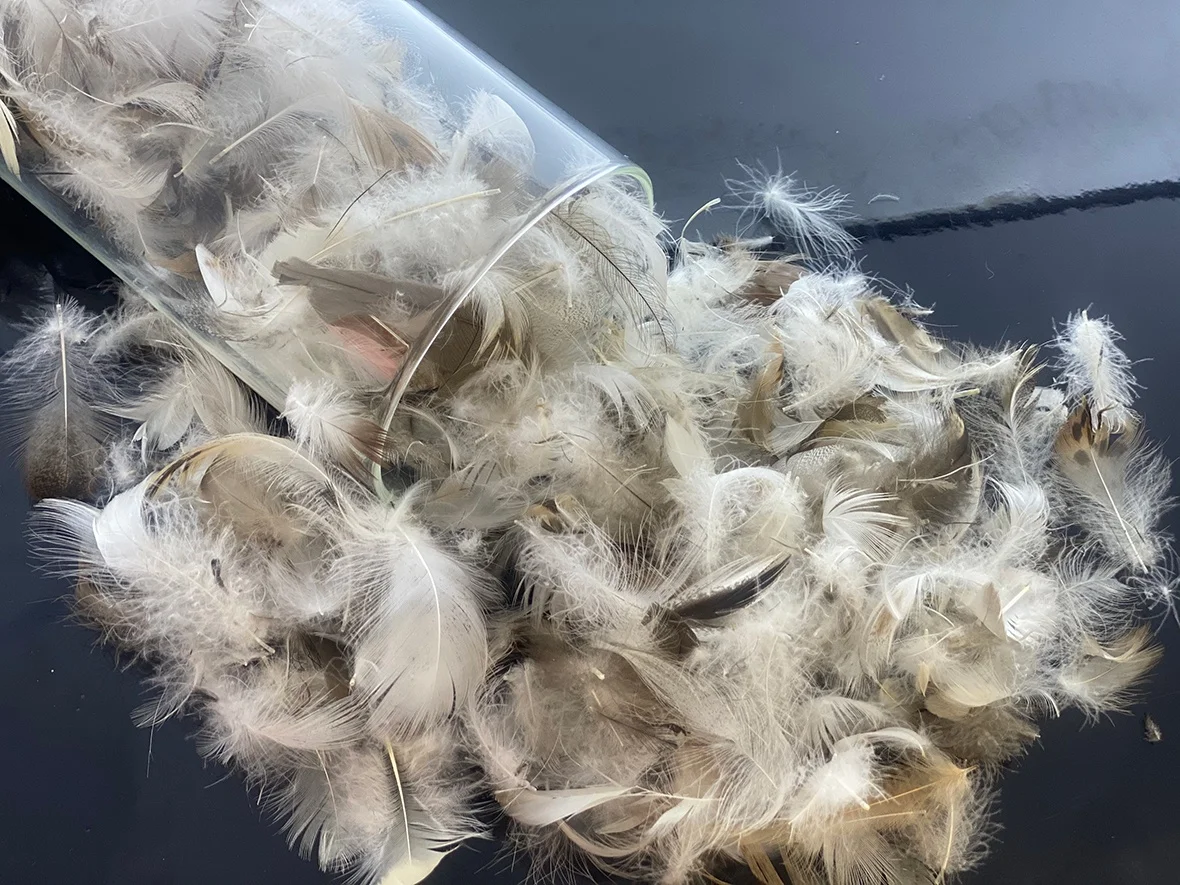 Sale Washed Gray Duck Feather New National Standard 90% 2-4CM Large Gray Duck Feather