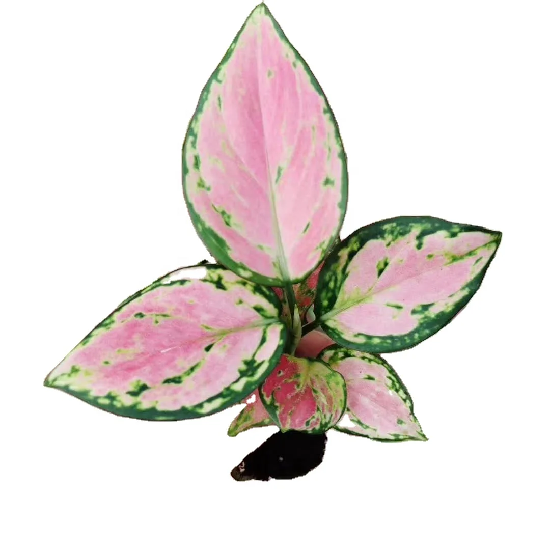 Hotsale popular wholesale beautiful Aglaonema-Auspicious Red plants bonsai