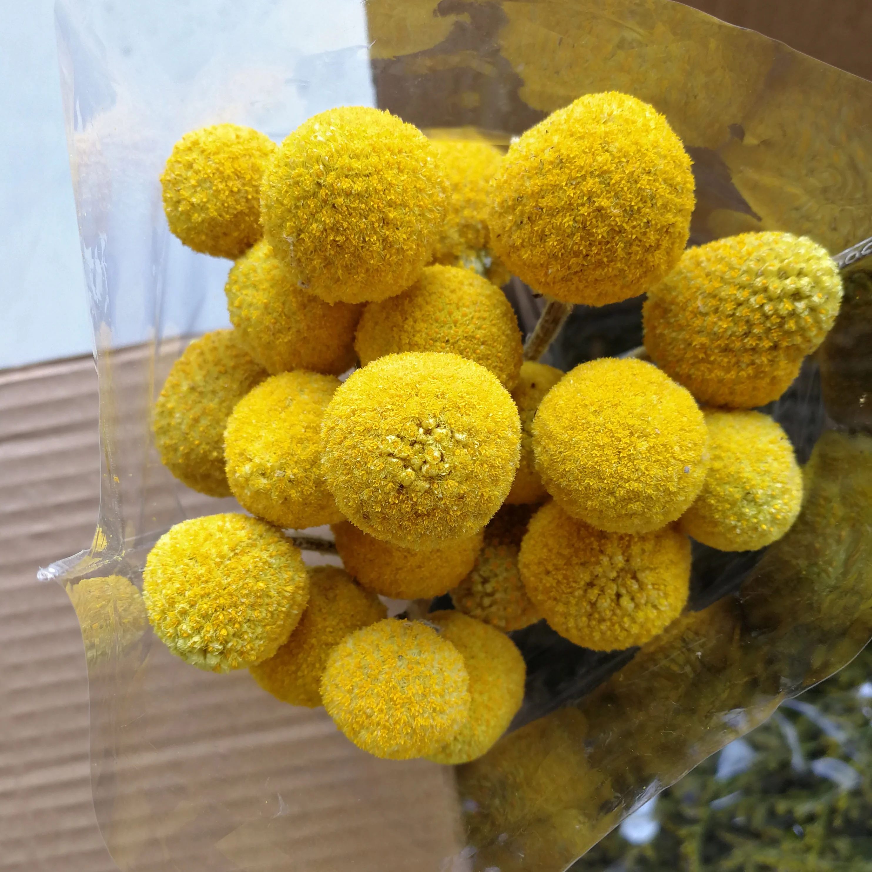 Natural Caspedia flower dry golden billy ball bunch for decorative flower