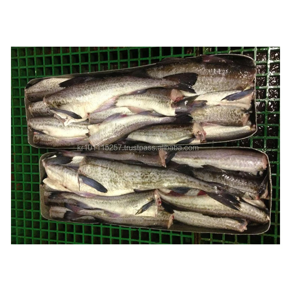 Frozen Alaska Pollock HG