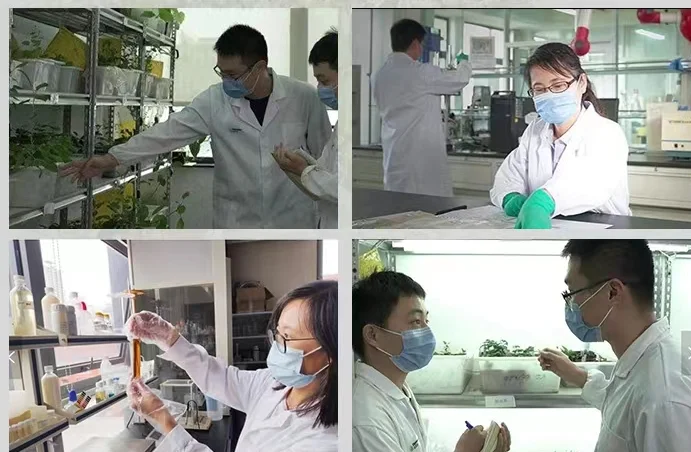 Biological Organic Seaweed Extract Fertilizer For Vegetables