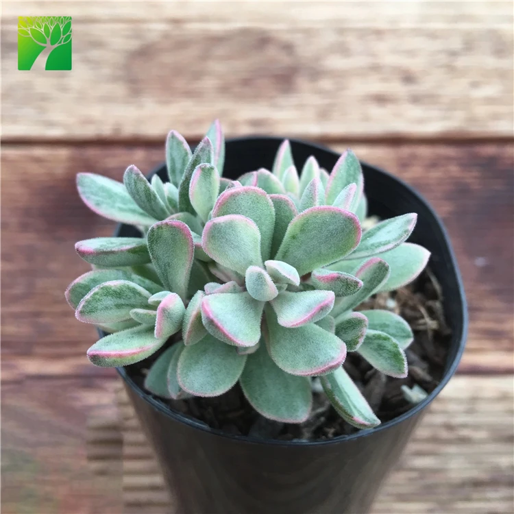 Wholesale Rare variety live succulent plants Crassula rogersii Variegata plant