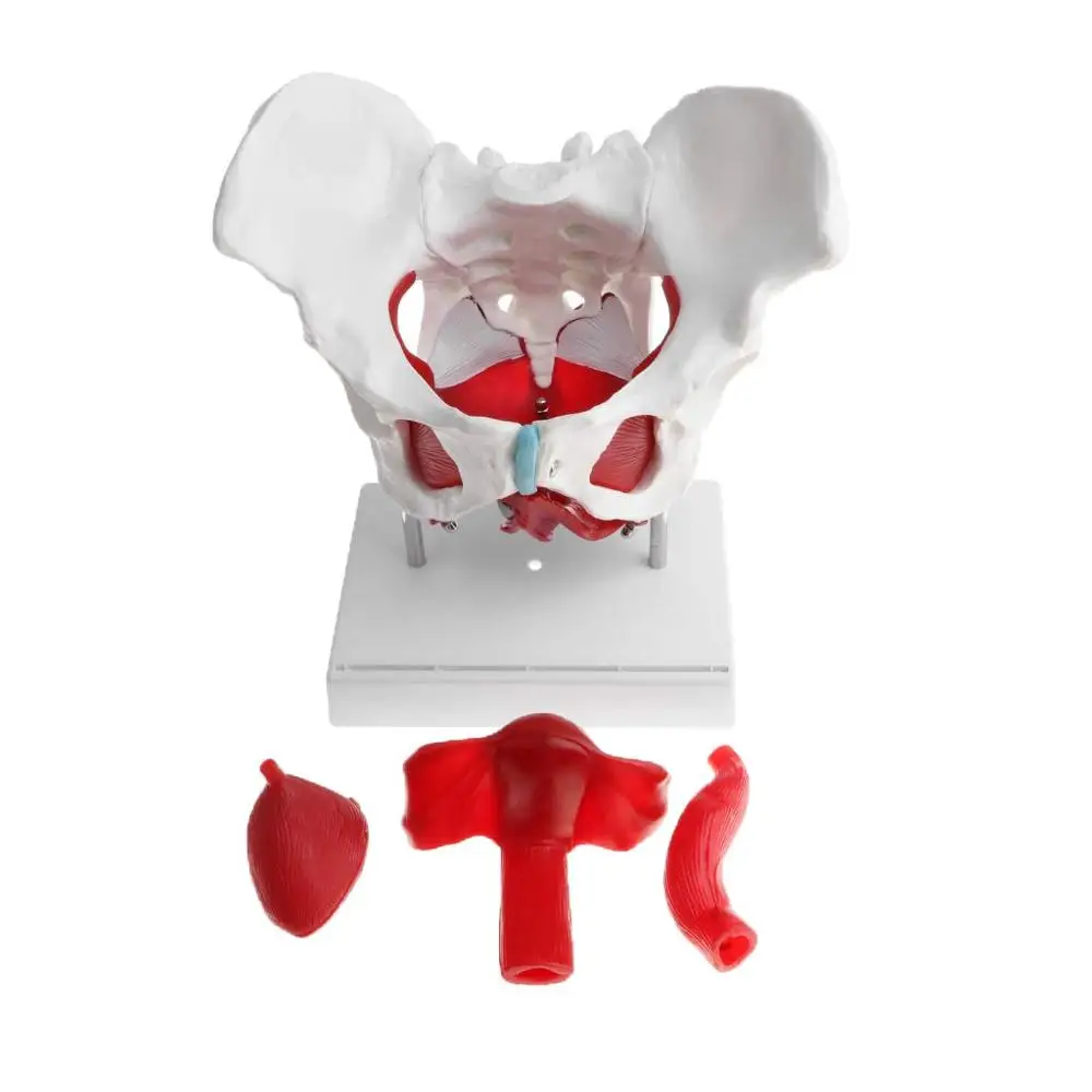 GELSONLAB HSBM-118 Almencla Female Pelvis and Pelvic Muscle Models Human Anatomy Bone Medical