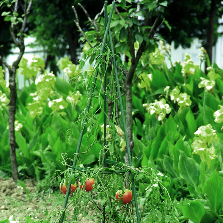 Factory Wholesale Collapsible Colorful Tomato Cage Collapsible for Garden Greenhouse
